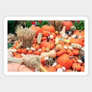 Autumn Butternut Pumpkins Wheat Nature Photography Sticker